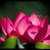 lotus-bee-85